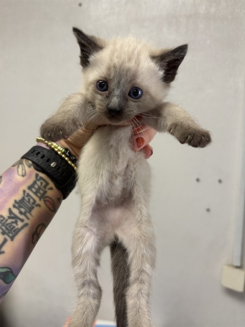 Shelter Stray Female Cat last seen CRESTVIEW AVE X E 21ST ST, San Bernardino, CA 92401