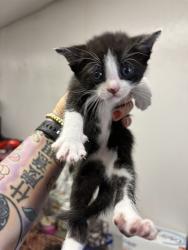 Shelter Stray Female Cat last seen CRESTVIEW AVE X E 21ST ST, San Bernardino, CA 92401
