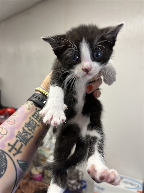 Shelter Stray Female Cat last seen CRESTVIEW AVE X E 21ST ST, San Bernardino, CA 92401