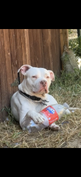 Reunited Male Dog last seen Near Niles St Bakersfield 93306, Bakersfield, CA 93306
