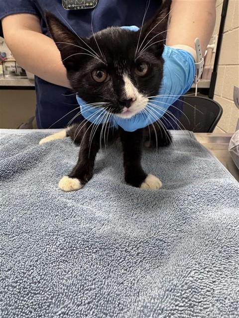 Shelter Stray Male Cat last seen LAGUNA PARK DR / RED DOG CREEK DR, Elk Grove, CA 95624