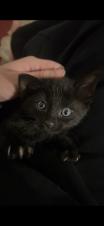 Lost Unknown Cat last seen Gurnung dr Cairnlea , Cairnlea, VIC 3023
