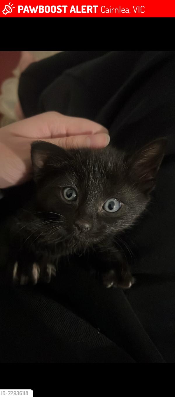 Lost Unknown Cat last seen Gurnung dr Cairnlea, Cairnlea, VIC 3023