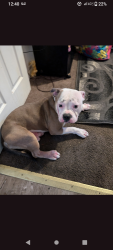 Lost Male Dog last seen 24th Ave and FlorinRd., Sacramento, CA 95822