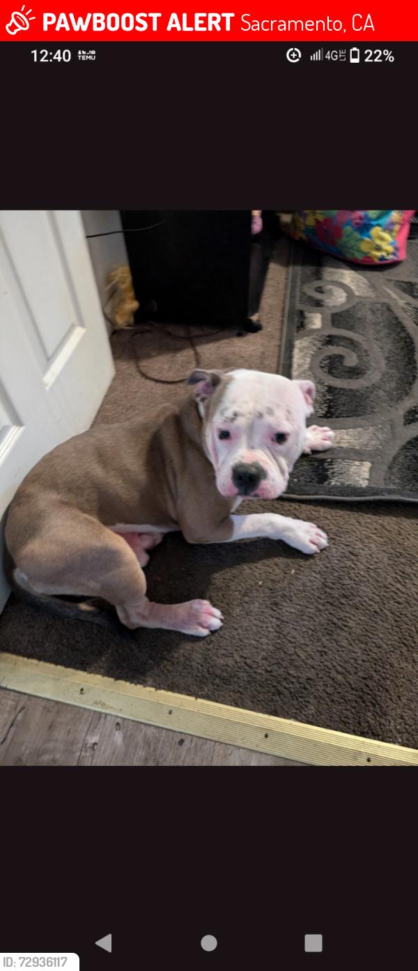 Lost Male Dog last seen 24th Ave and FlorinRd., Sacramento, CA 95822