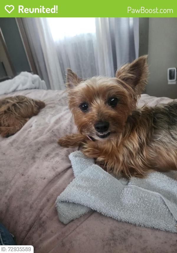 Reunited Female Dog last seen Trask and Fairview , Santa Ana, CA 92706