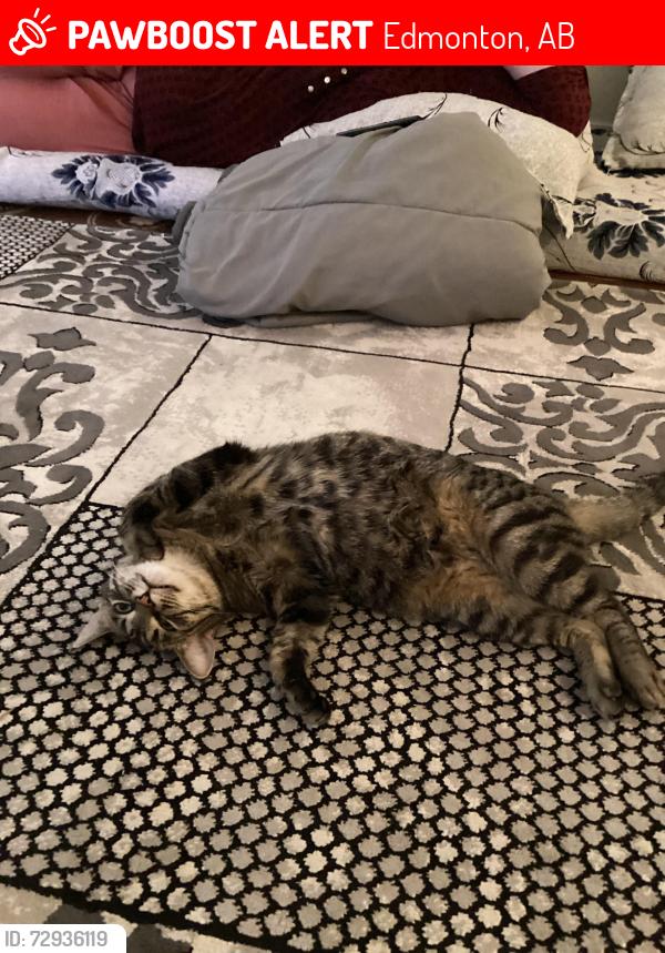 Lost Female Cat last seen Victoria park n, Edmonton, AB 