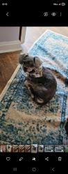 Reunited Female Dog last seen E.86th st/ Grand Divison , Garfield Heights, OH 44125