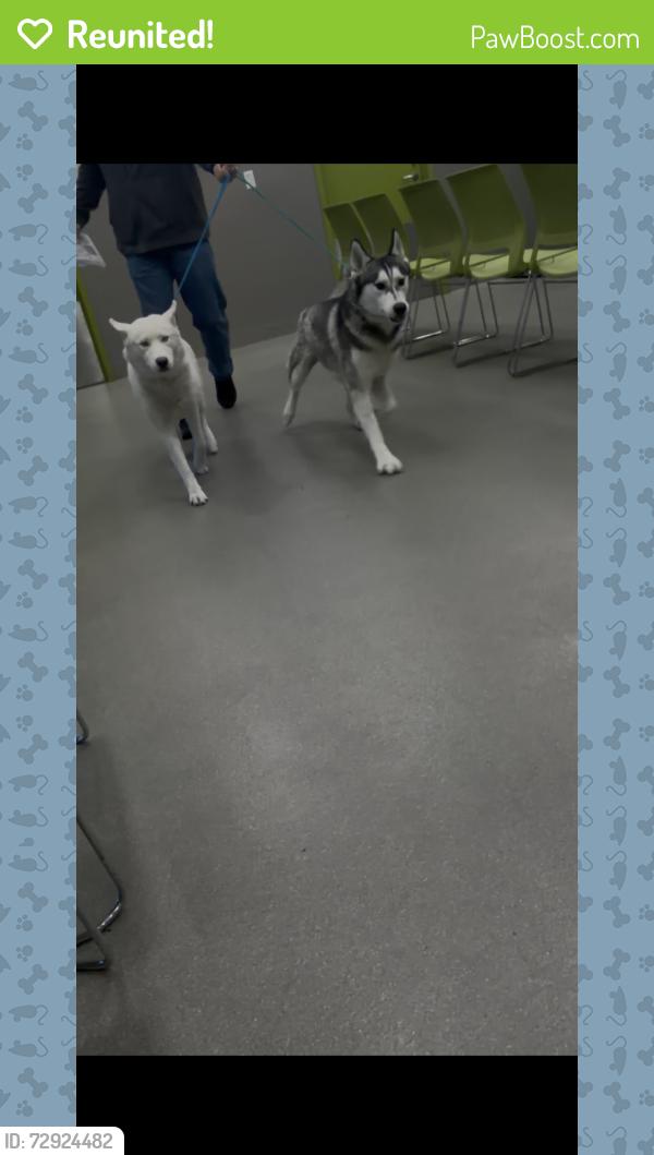 Reunited Female Dog last seen Commerce and Kraft, North Las Vegas, NV 89031