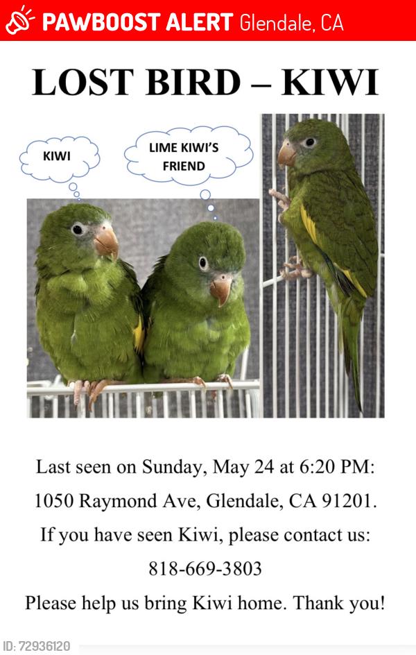 Lost Unknown Bird last seen Near Raymond ave Glendale , Glendale, CA 91201