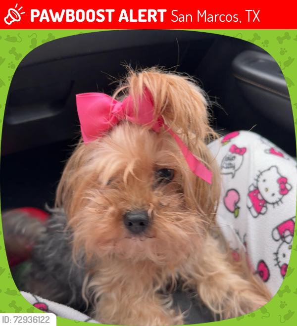 Lost Female Dog last seen Mission Trail apmt , San Marcos, TX 78666
