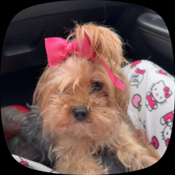 Lost Female Dog last seen Mission Trail apmt , San Marcos, TX 78666