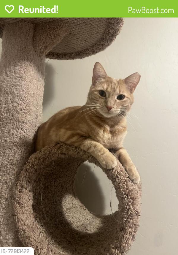 Reunited Male Cat last seen Near W 150 N, Layton, UT 84041, USA, Layton, UT 84041