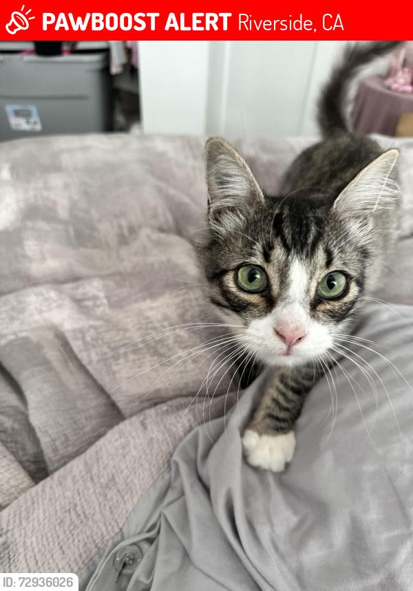 Lost Male Cat last seen Brockton and Ramona, Riverside, CA 92506