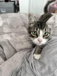 Lost Male Cat last seen Brockton and Ramona, Riverside, CA 92506