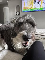 Lost Female Dog last seen Cumberland , Edmonton, AB T6V 1E9