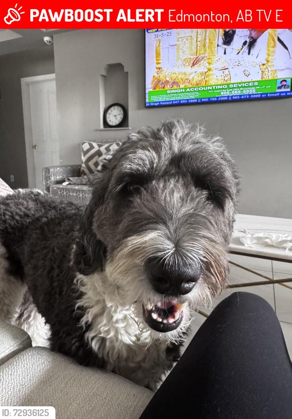 Lost Female Dog last seen Cumberland , Edmonton, AB T6V 1E9