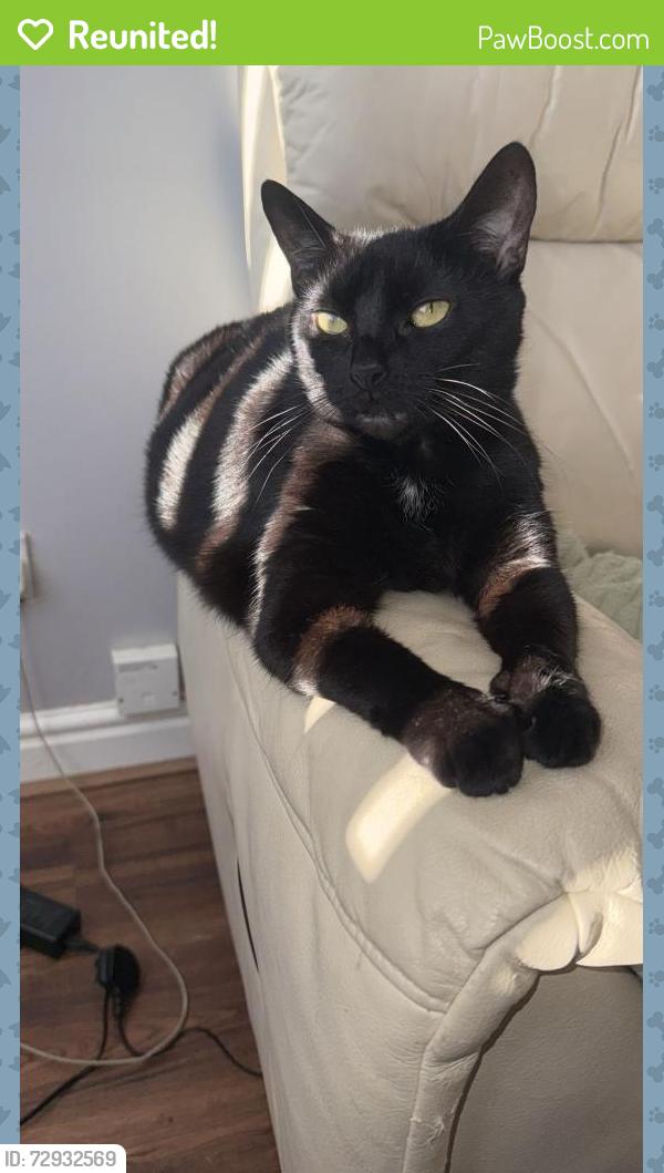 Reunited Female Cat last seen Boswell drive , West Midlands, England CV2 2DH