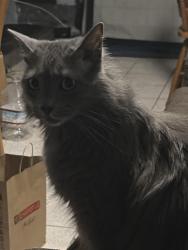 Reunited Female Cat last seen Morningside, Pasadena, CA 91107
