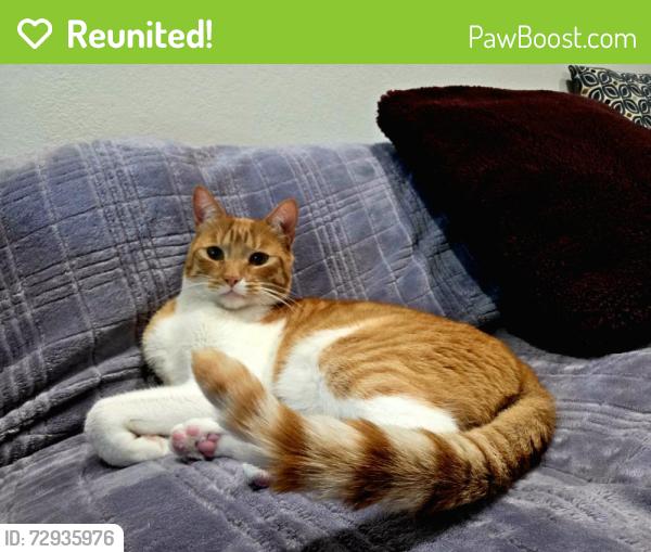 Reunited Male Cat last seen Near Colville Dr, San Jose, CA 95123