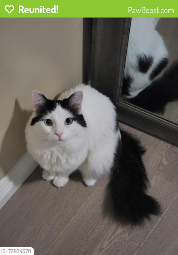 Reunited Male Cat last seen Near Chadron Ave Gardena CA 90249, Gardena, CA 90249