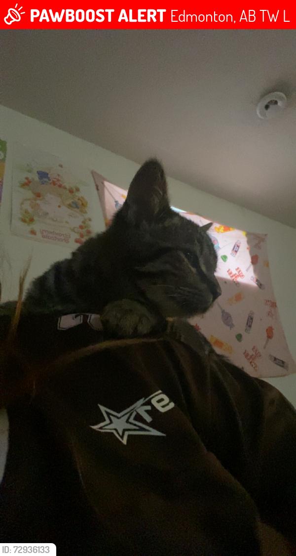 Lost Male Cat last seen Near Austin crescent, Edmonton, AB T6W 0L3