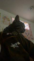 Lost Male Cat last seen Near Austin crescent , Edmonton, AB T6W 0L3
