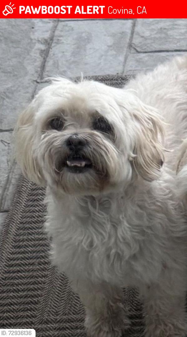 Lost Female Dog last seen Azusa and Arrow highway , Covina, CA 91722