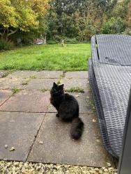 Lost Male Cat last seen Pereira Road, Harborne, England B17 8PG