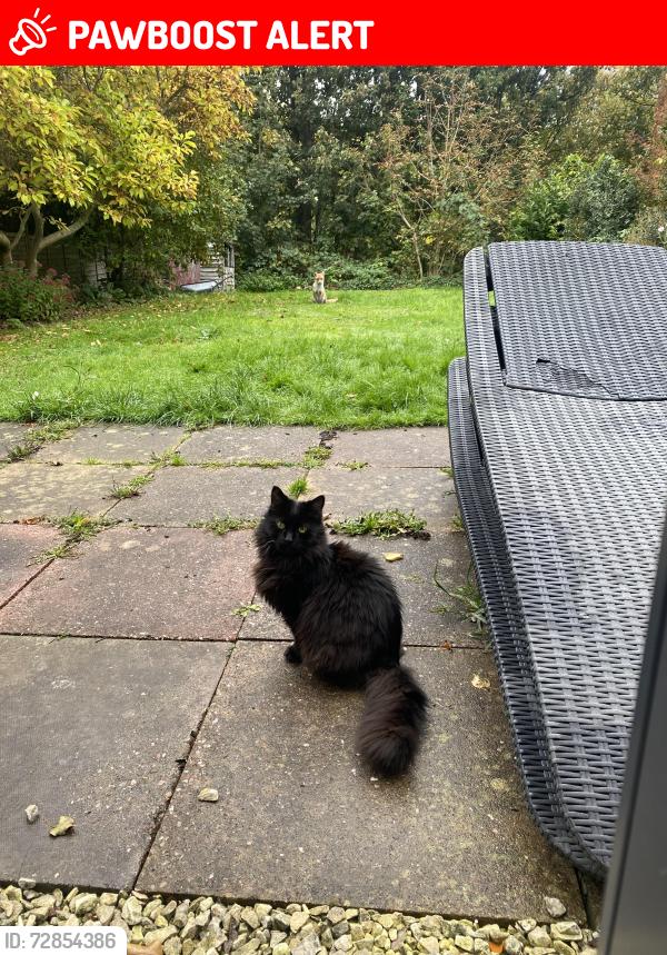 Lost Male Cat last seen Pereira Road, Harborne, England B17 8PG