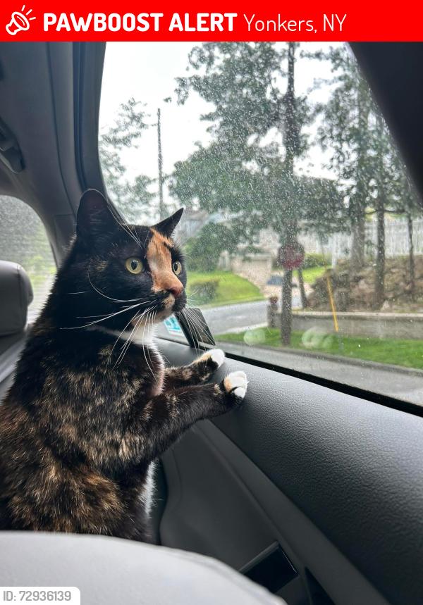 Lost Female Cat last seen Lewis Parkway , Yonkers, NY 10705