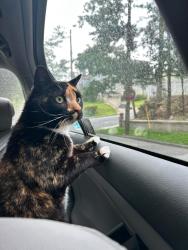 Lost Female Cat last seen Lewis Parkway , Yonkers, NY 10705