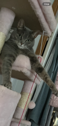 Lost Male Cat last seen Fox pointe , Dover, DE 19904