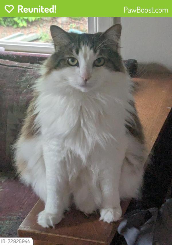 Reunited Female Cat last seen 60th and Beech last location, Portland, OR 97213