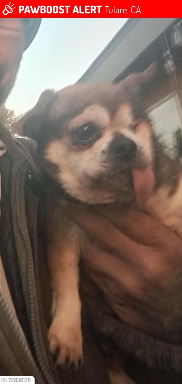 Lost Male Dog last seen rd 68, Tulare, CA 93274