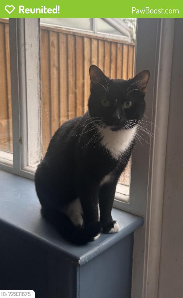 Reunited Male Cat last seen Near nevill road , Bramhall, England SK7 3HE