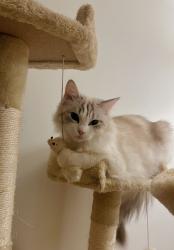 Reunited Female Cat last seen Archers Road, Southampton, England SO15 2YA