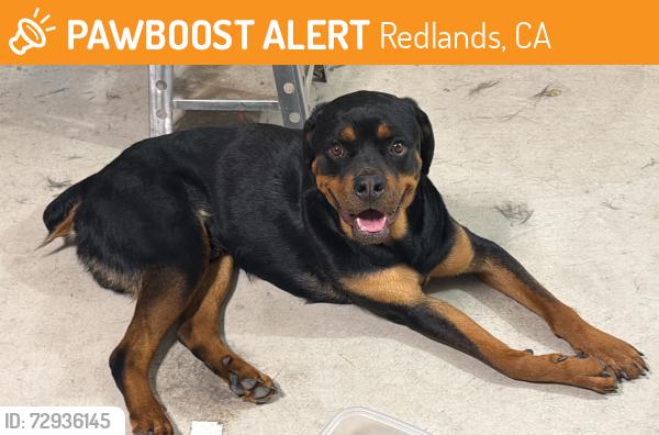 Found/Stray Male Dog last seen Orange st, Redlands, CA 92374