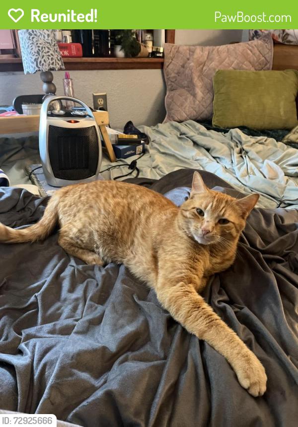 Reunited Male Cat last seen Last saw him in my driveway around noon, Seattle, WA 98126