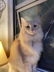 Lost Male Cat last seen UBC, Vancouver, BC V6T 1R9
