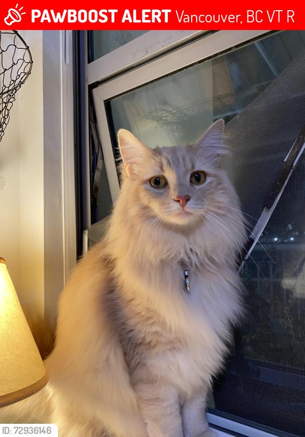 Lost Male Cat last seen UBC, Vancouver, BC V6T 1R9