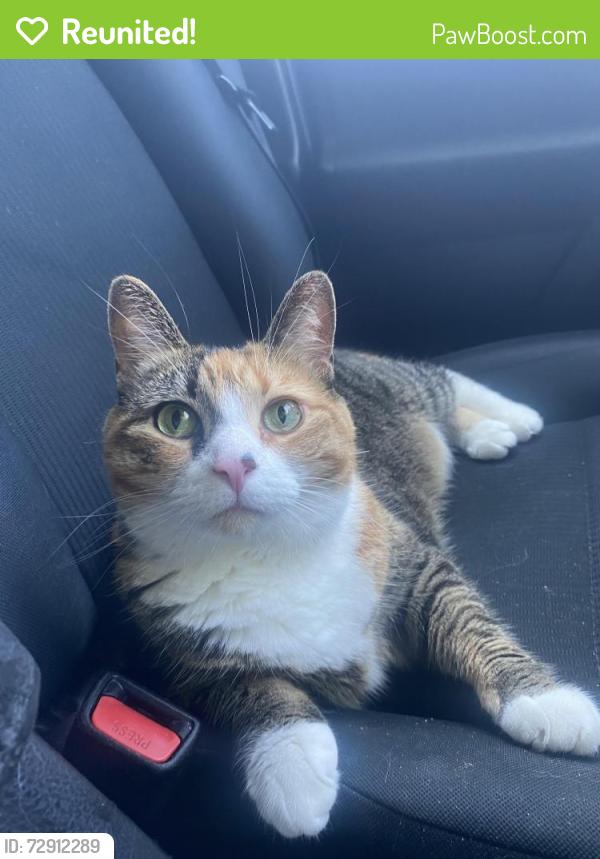 Reunited Female Cat last seen Maple Street & Devoe Street, Dobbs Ferry, NY 10522