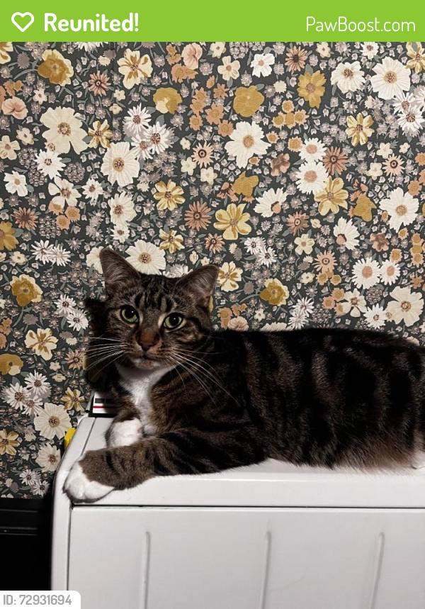 Reunited Female Cat last seen Bright Rd, Eccles, Manchester M30, UK, Eccles, England M30