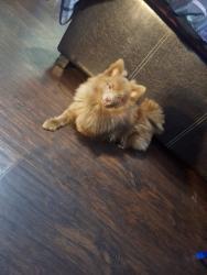 Reunited Male Dog last seen Near E Gladstone st #17 Azusa California , Azusa, CA 91702