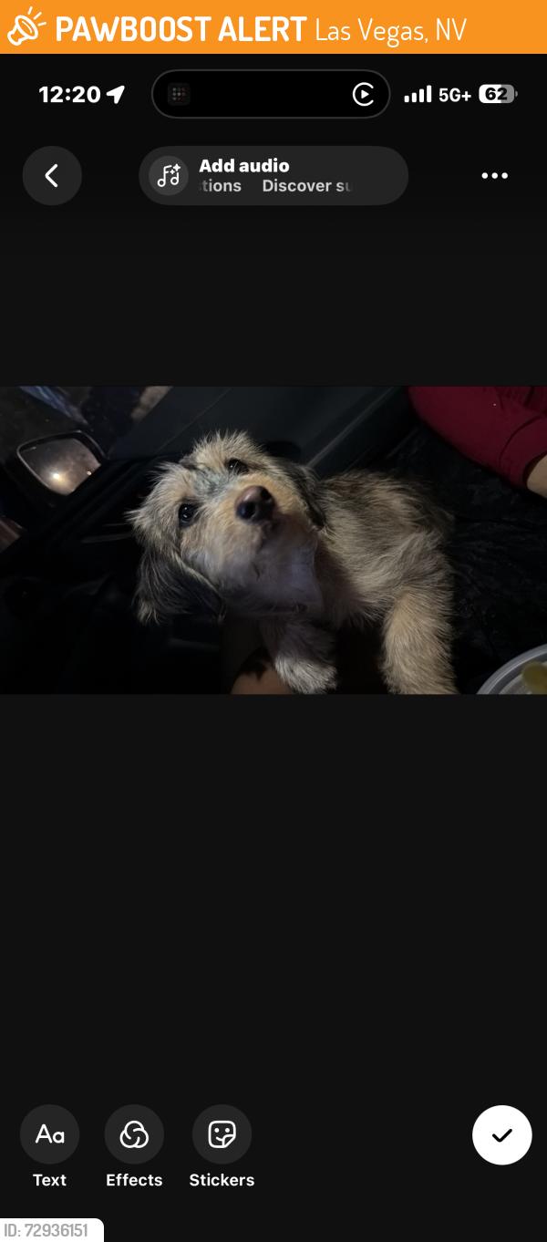Found/Stray Female Dog last seen North Lamb Blvd, Las Vegas, NV 89110