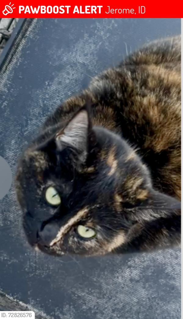 Lost Female Cat last seen 18th ave E and Hayes, Jerome, Idaho, Jerome, ID 83338