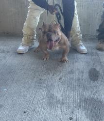Lost Male Dog last seen Wrexham, Columbus, OH 43223
