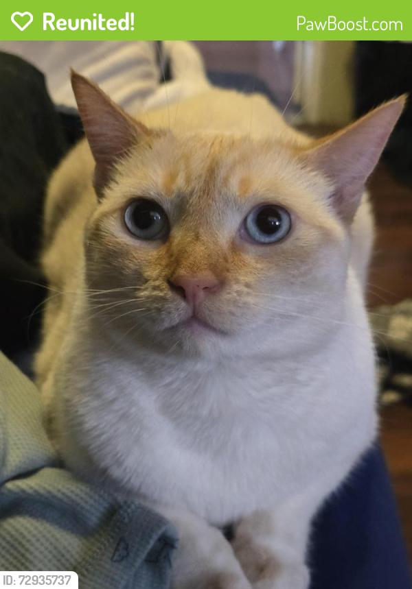 Reunited Female Cat last seen Clinton & Trask - Across the street from Santiago High School, Garden Grove, CA 92843