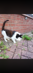 Lost Male Cat last seen Banbury road , Staffordshire, England WS11 1NR