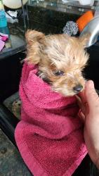 Lost Female Dog last seen Brentwood Alexander and Kings Hill, North Las Vegas, NV 89032